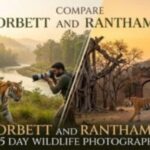 Compare Corbett and Ranthambore