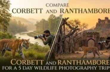 Compare Corbett and Ranthambore