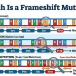 Which Is a Frameshift Mutation