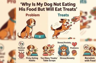 Why Is My Dog Not Eating His Food But Will Eat Treats