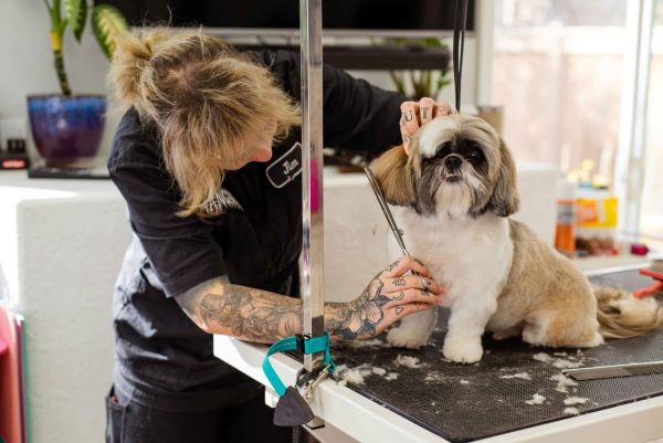 Pet Groomer